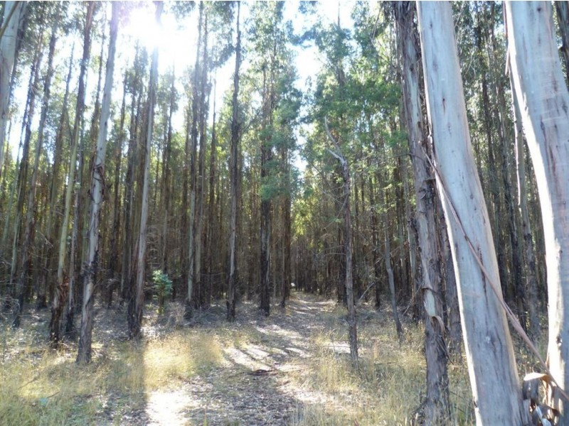 139 Bacala Road, Lebrina TAS 7254