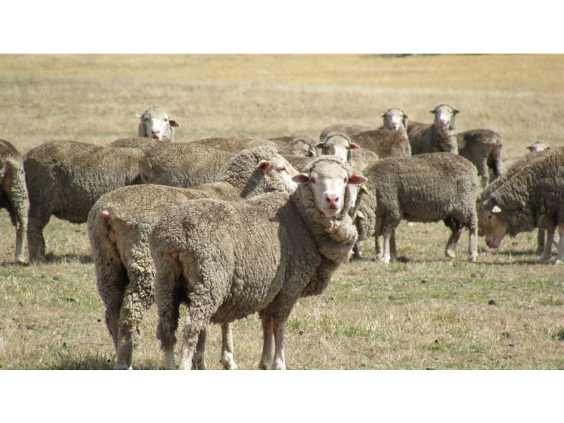 1425 Illawarra Road, Carrick TAS 7291
