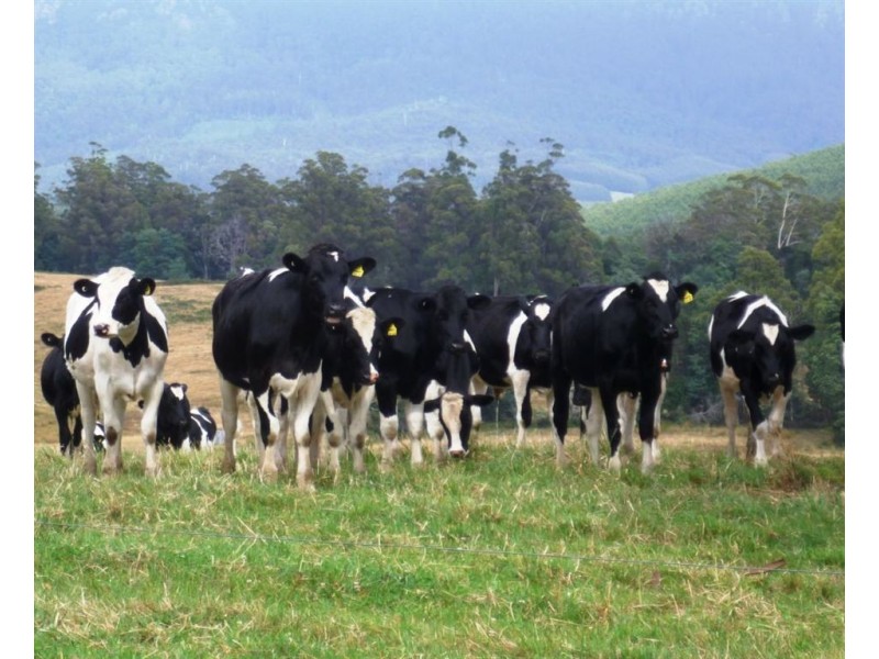 852 Beulah Road, Beulah TAS 7306