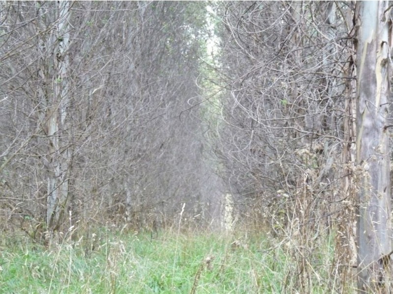 - Scotts Road, Mole Creek TAS 7304