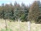 - Scotts Road, Mole Creek TAS 7304