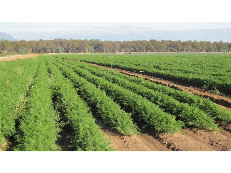 510 Saundridge Road, Cressy TAS 7302