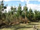 - West Maurice Road, Ringarooma TAS 7263