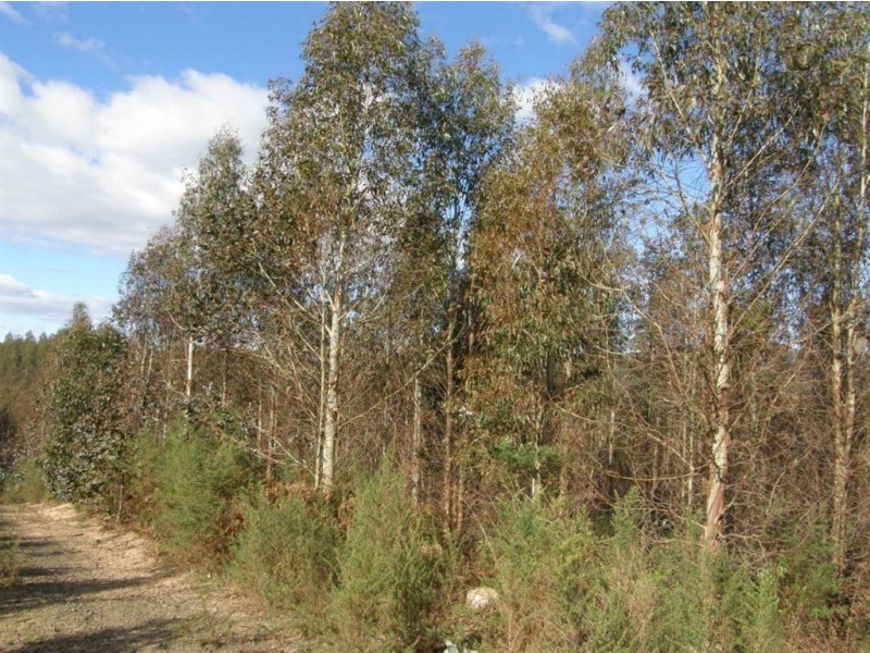 - West Maurice Road, Ringarooma TAS 7263