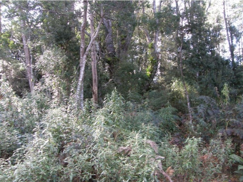 - West Maurice Road, Ringarooma TAS 7263