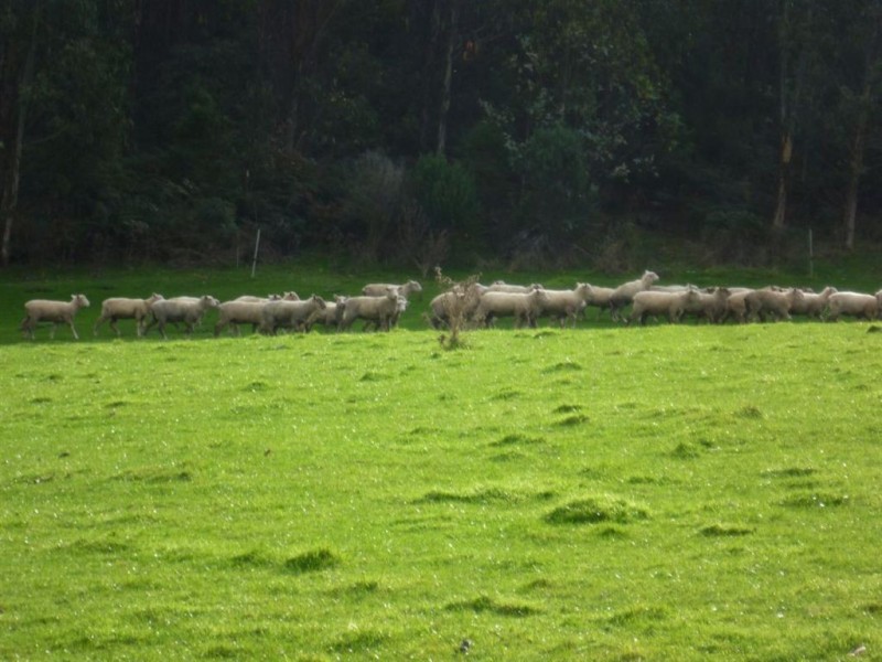 Hillstead Claude Road, Sheffield TAS 7306