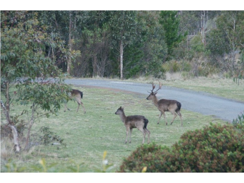 3340 Lake Leake Rd, Lake Leake TAS 7210