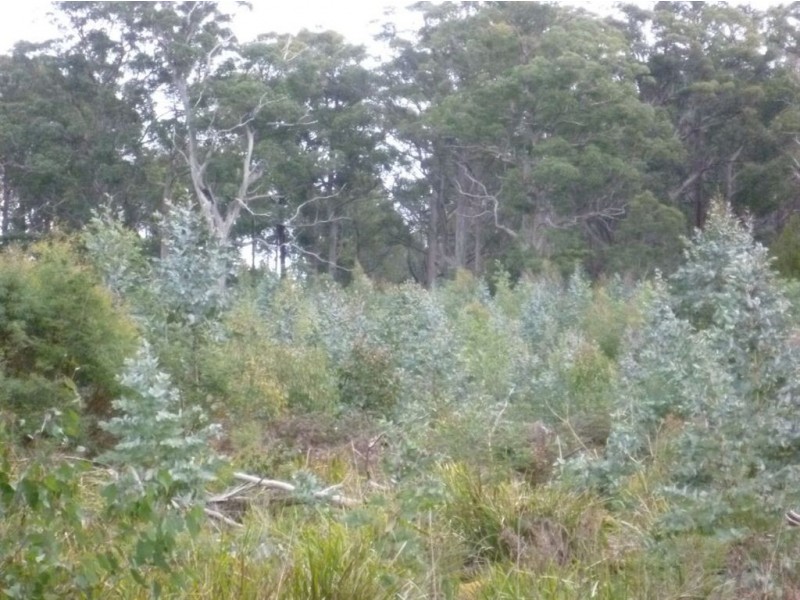 659 Lilydale Rd, Underwood TAS 7268