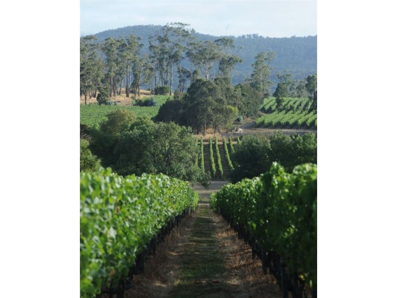 703 Rowella Rd, Rowella TAS 7270