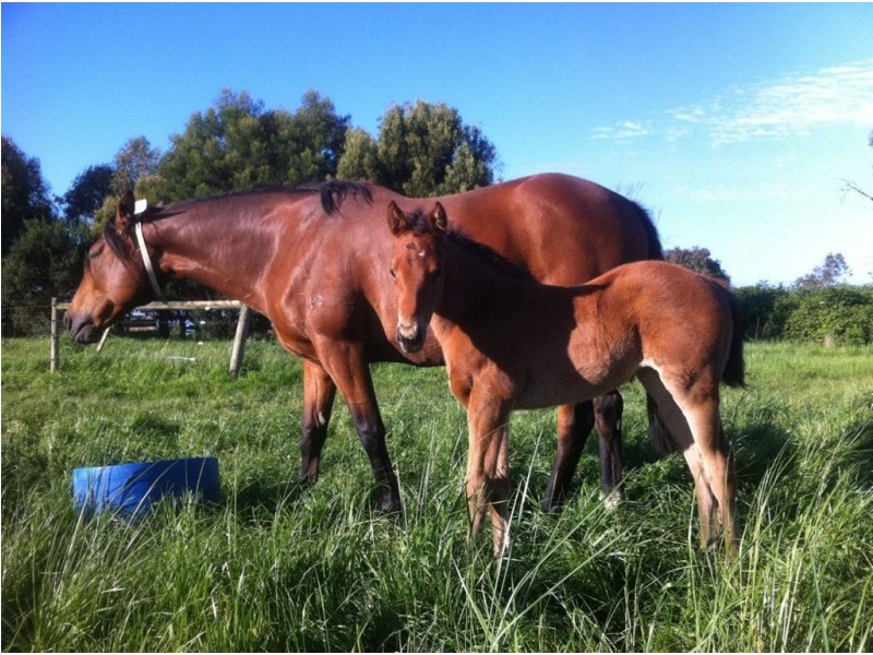 1029 Illawarra Rd, Longford TAS 7301