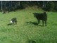 100 Rowlands Rd, Liena TAS 7304
