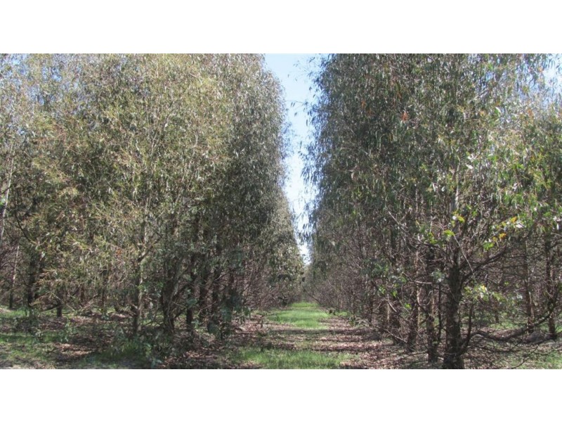 . Muskvale Rd, George Town TAS 7253