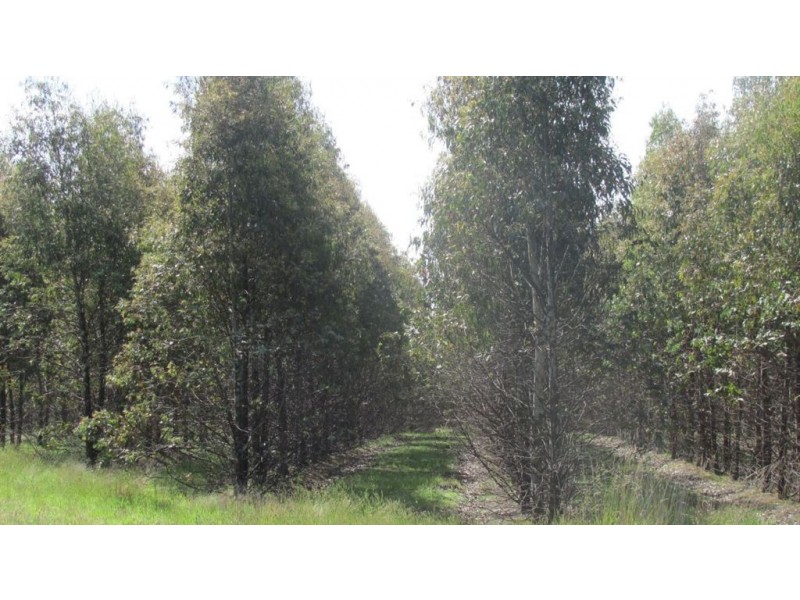 . Muskvale Rd, George Town TAS 7253