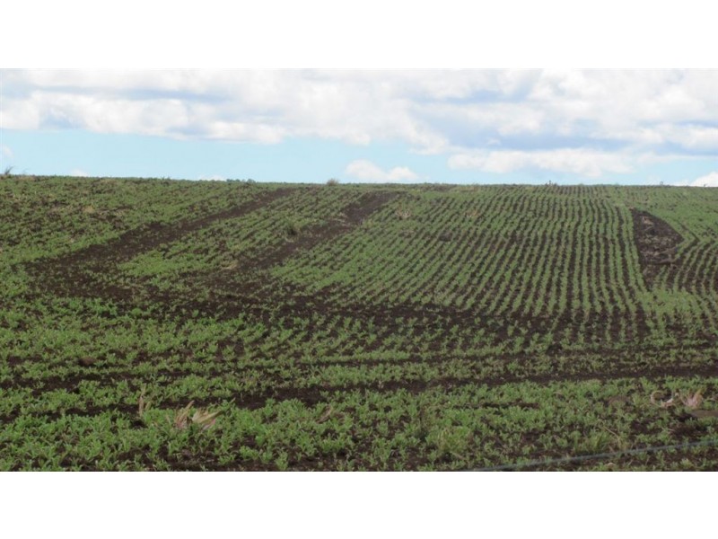 4357 Meander Valley Rd, Deloraine TAS 7304