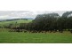 30 McNaughts Road, Winnaleah TAS 7265