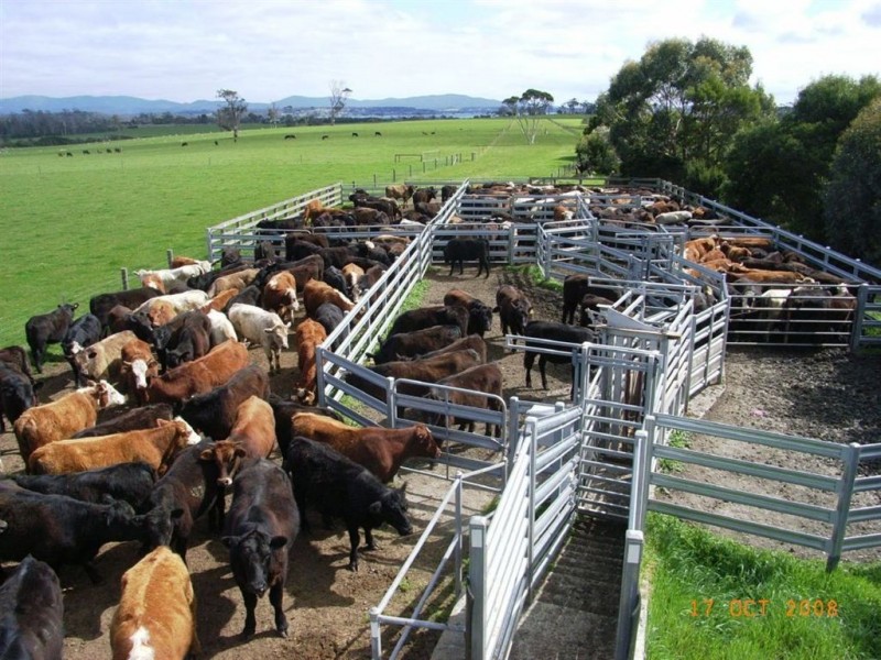 Wilmores Bluff, Blackwood Hills Road, Rowella TAS 7270