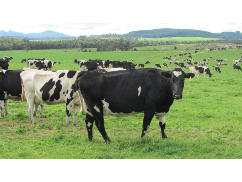 79 Wagners Road “Mountainview”, Winnaleah TAS 7265