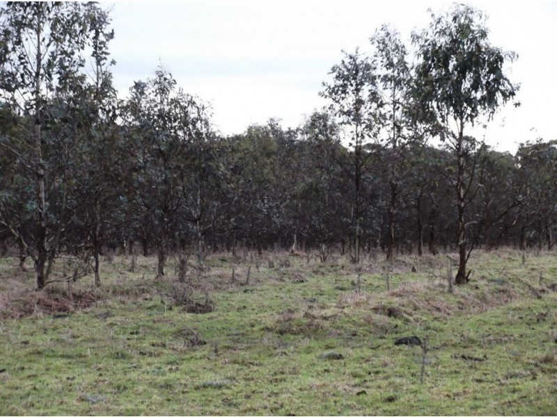 Symons Property, Musselroe Road, Musselroe Bay TAS 7264