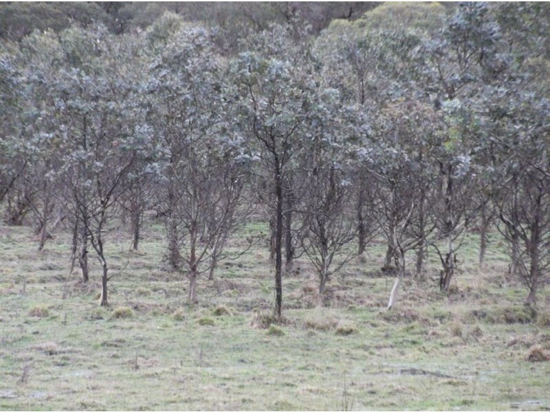 Symons Property, Musselroe Road, Musselroe Bay TAS 7264