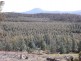Williams Road, Royal George TAS 7213