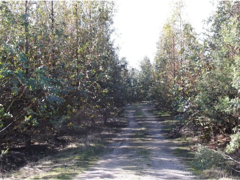Williams Road, Royal George TAS 7213