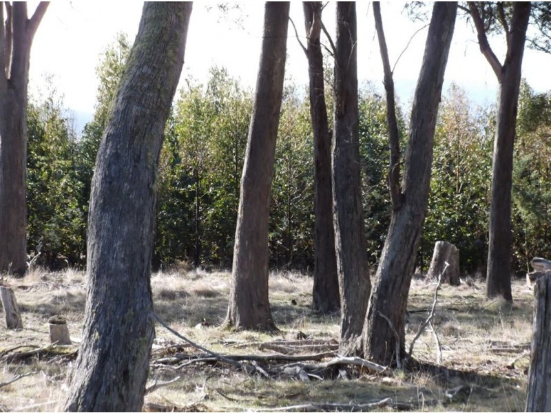 Williams Road, Royal George TAS 7213