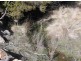 Williams Road, Royal George TAS 7213