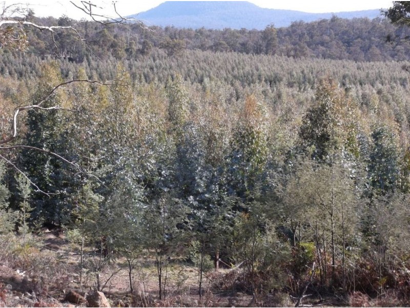 Williams Road, Royal George TAS 7213