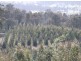 Williams Road, Royal George TAS 7213