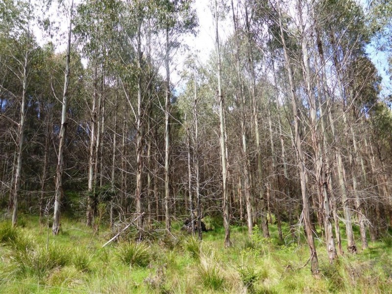 482 Patersonia Road, Patersonia TAS 7259