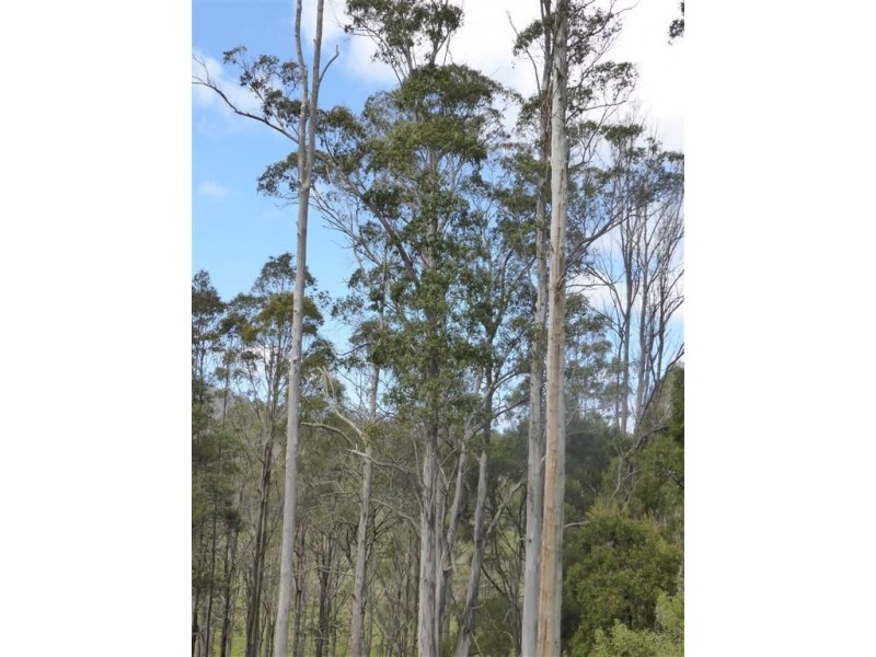 482 Patersonia Road, Patersonia TAS 7259