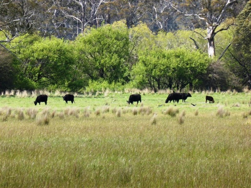 482 Patersonia Road, Patersonia TAS 7259