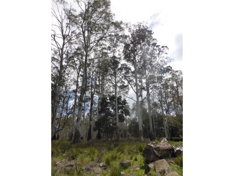 482 Patersonia Road, Patersonia TAS 7259