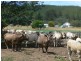 471 Evercreech Road, Mathinna TAS 7214