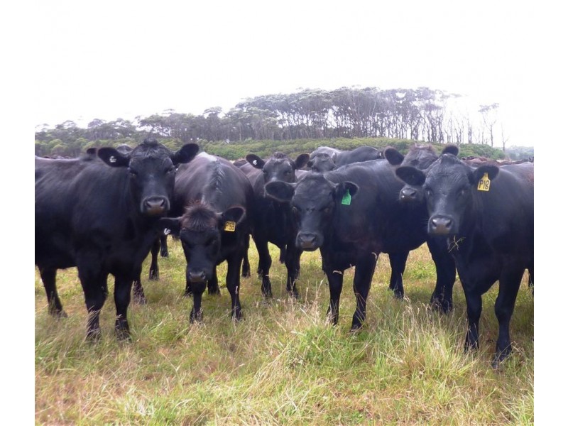 733 Arthur River Road, Marrawah TAS 7330