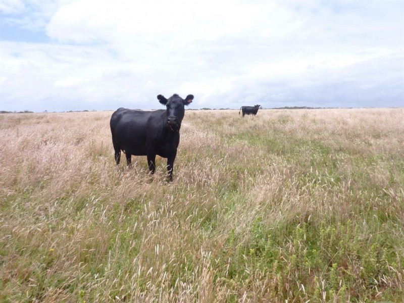 733 Arthur River Road, Marrawah TAS 7330