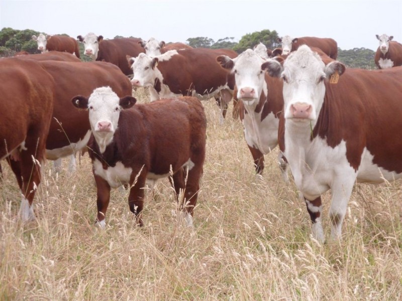 733 Arthur River Road, Marrawah TAS 7330