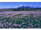 1479 Sheffield Road, Barrington TAS 7306