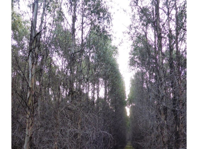 . Bridport Road, Pipers River TAS 7252