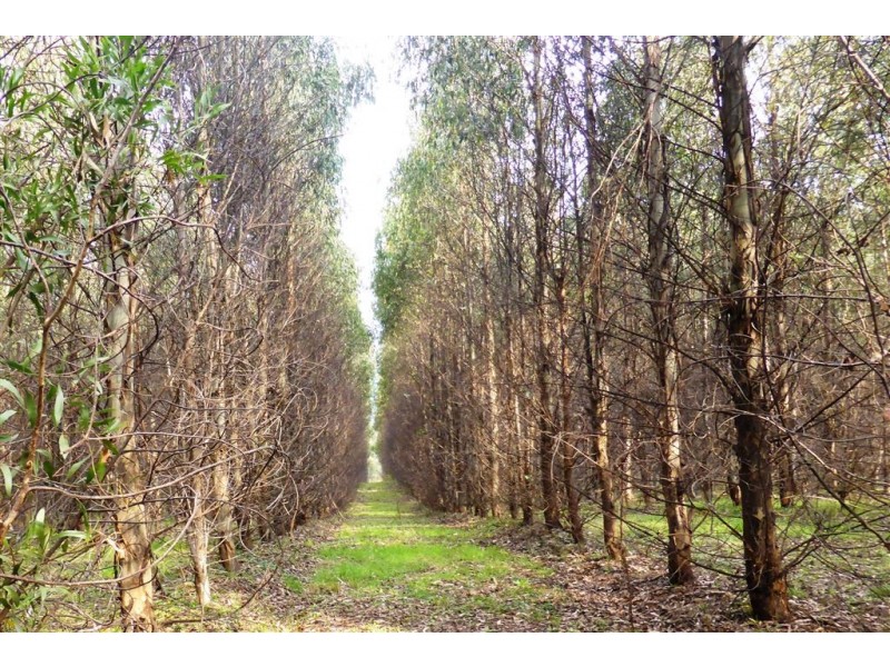 . Union Bridge Road, Mole Creek TAS 7304