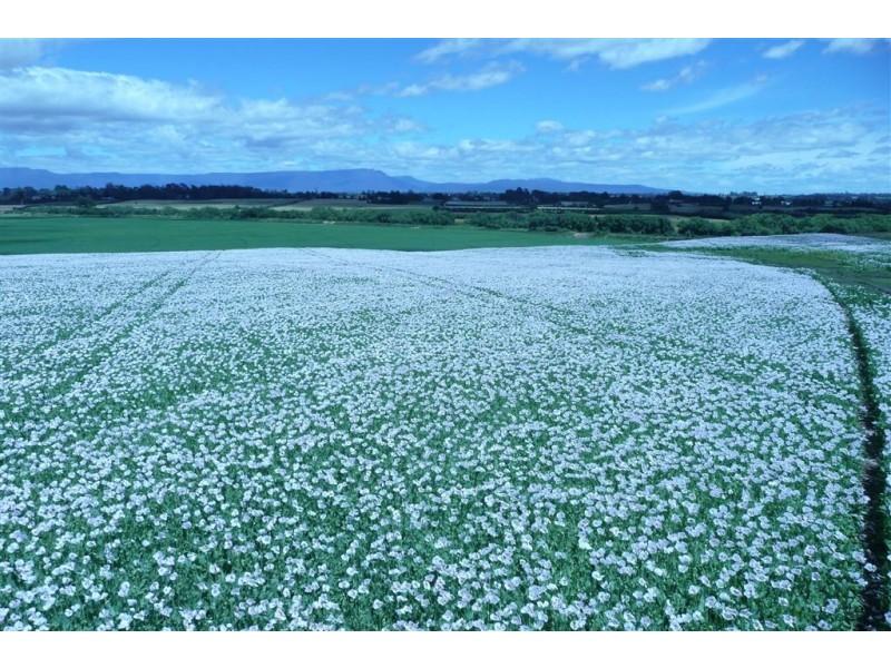 258 Point Road, Longford TAS 7301