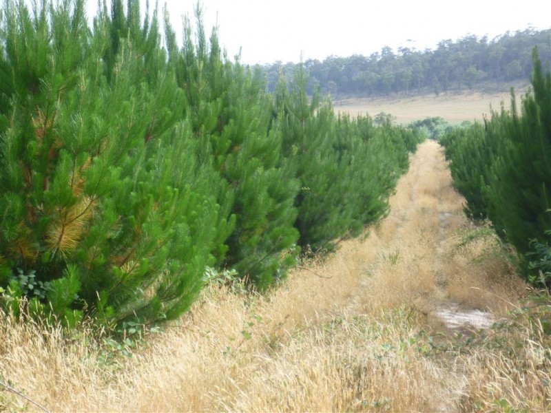 239 Auburn Road, Beaconsfield TAS 7270