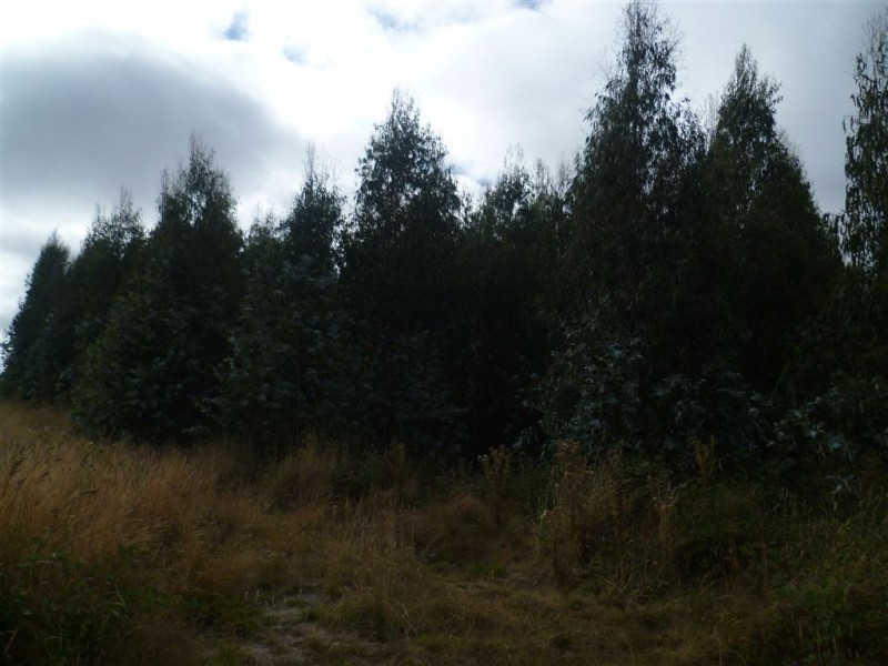 239 Auburn Road, Beaconsfield TAS 7270