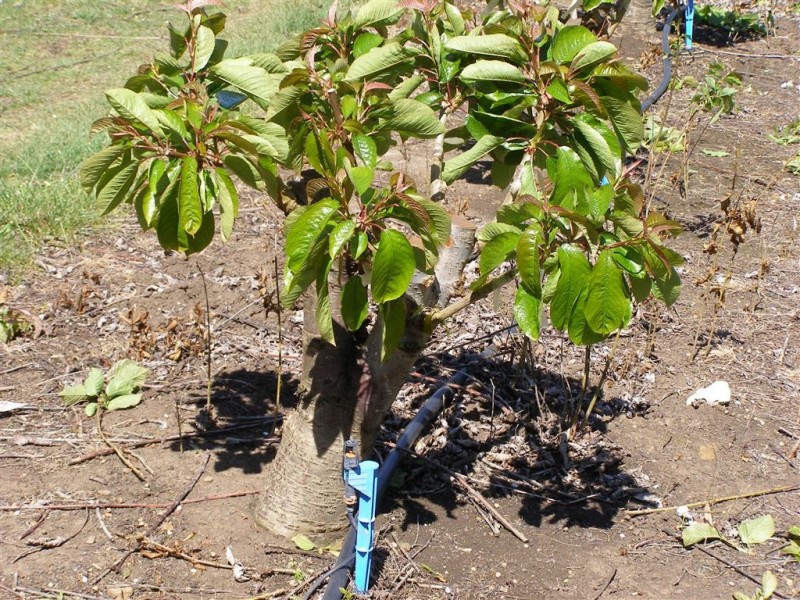 1029 Colebrook Road, Campania TAS 7026