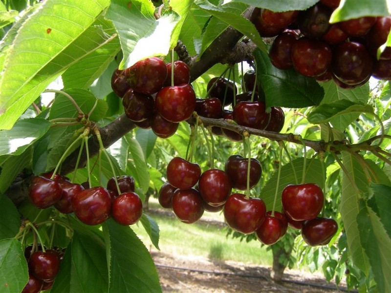 1029 Colebrook Road, Campania TAS 7026