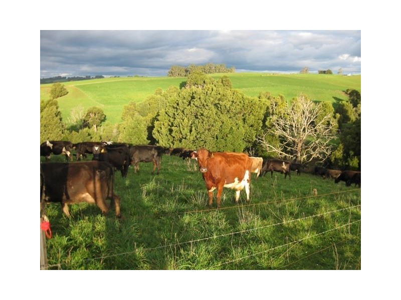 1161 Mount Hicks Road, Mount Hicks TAS 7325