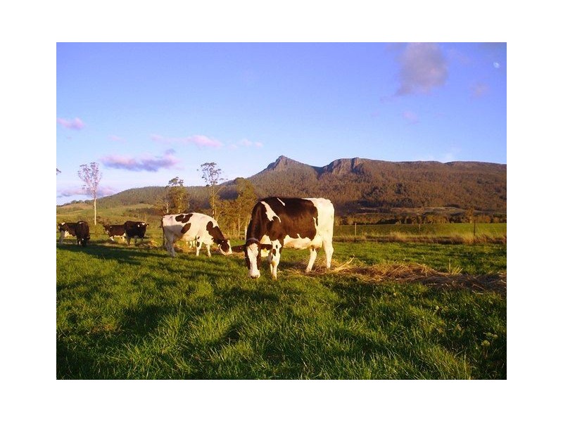 1037 Dairy Plains Road, Western Creek TAS 7304