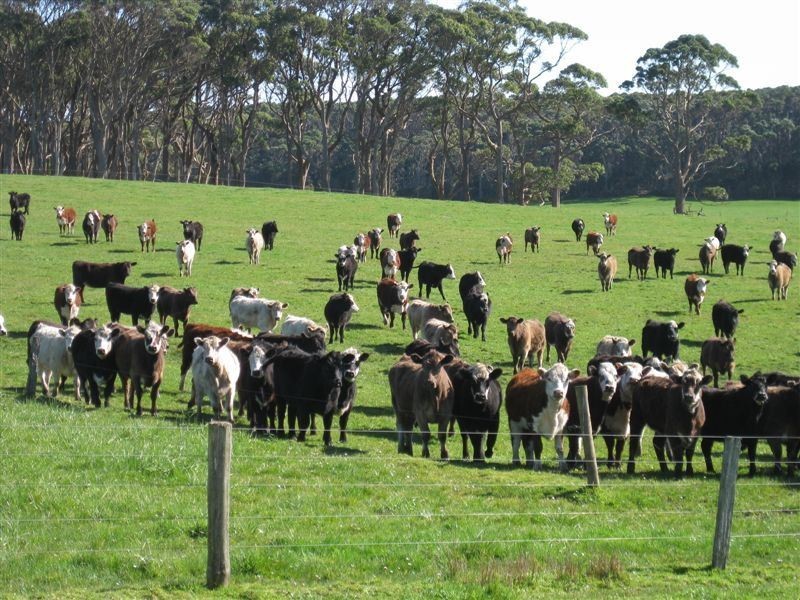 1000 Acres Linnanes Road, Redpa TAS 7330