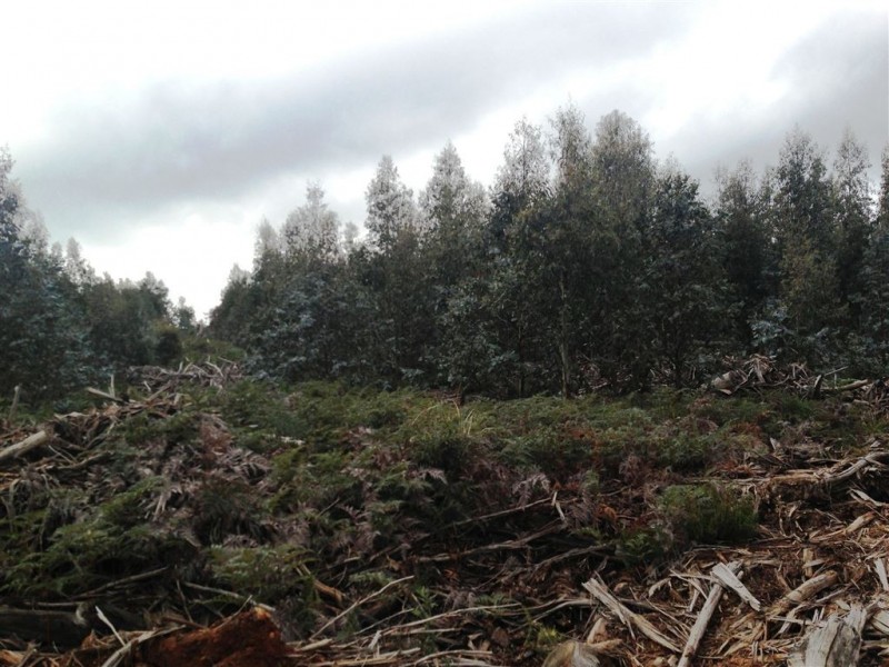 270 Bardenhagen Road, Mount Direction TAS 7252