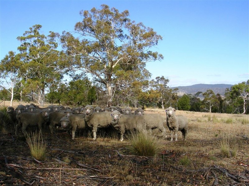 740 Honeysuckle Road, Ross TAS 7209